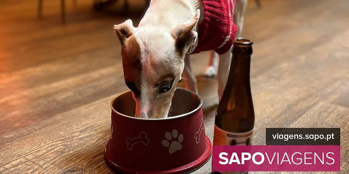 Cerveja para cães? Nestas cervejarias em Lisboa os amigos de quatro patas também podem "brindar" - Notícias