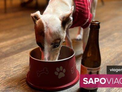 Cerveja para cães? Nestas cervejarias em Lisboa os amigos de quatro patas também podem "brindar" - Notícias
